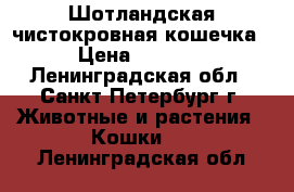 Шотландская чистокровная кошечка › Цена ­ 8 500 - Ленинградская обл., Санкт-Петербург г. Животные и растения » Кошки   . Ленинградская обл.
